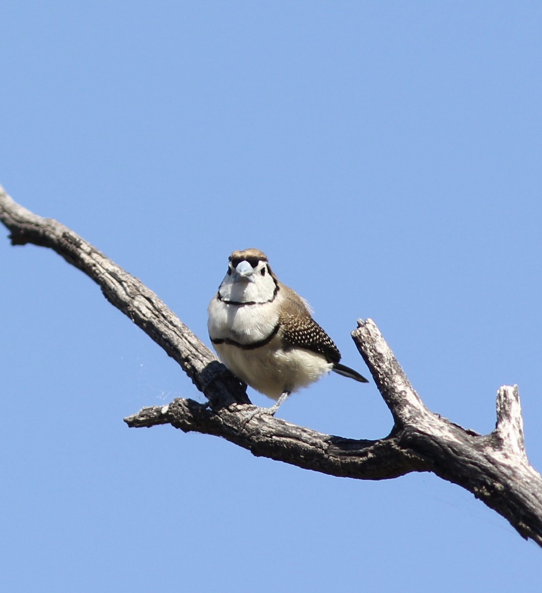 Double-barred Finch - Richard and Margaret Alcorn