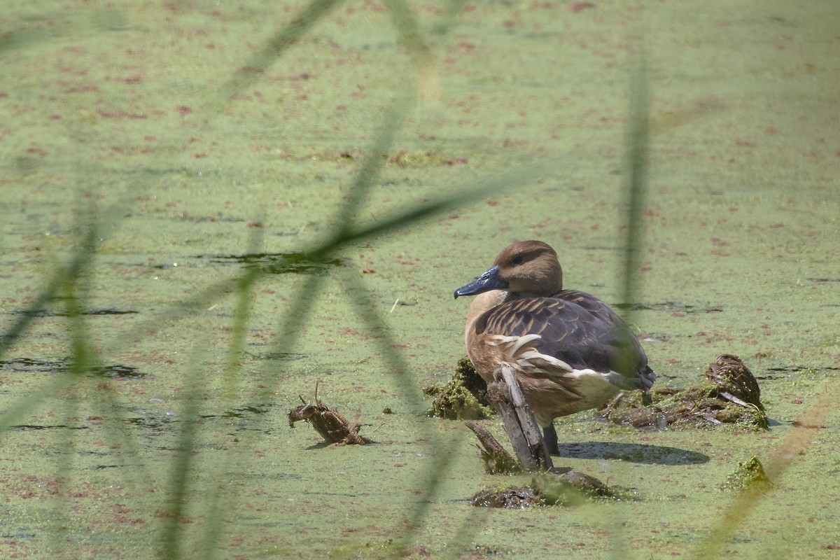 Fulvous Whistling-Duck - ML107933691