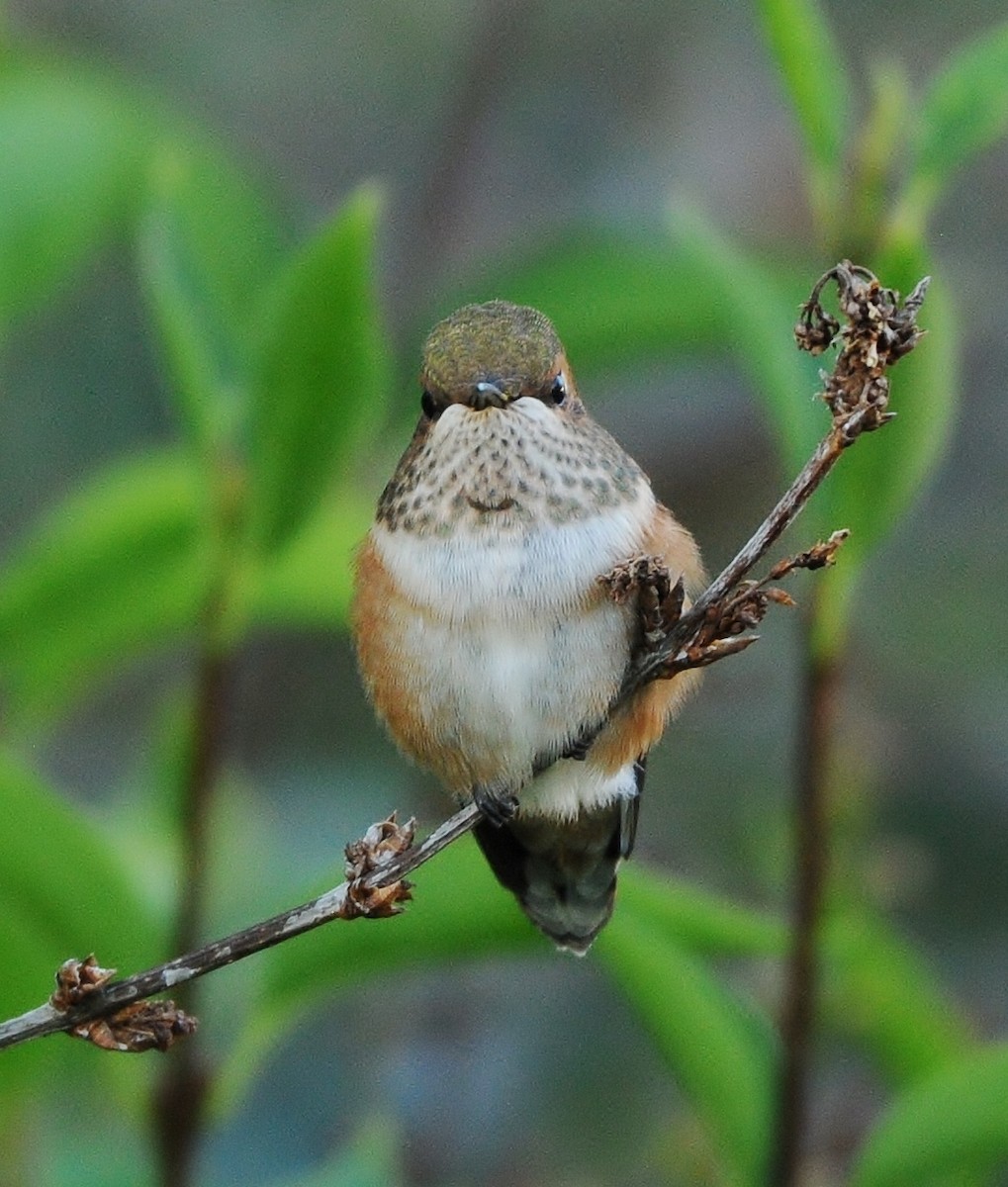 Rufous Hummingbird - ML107934361