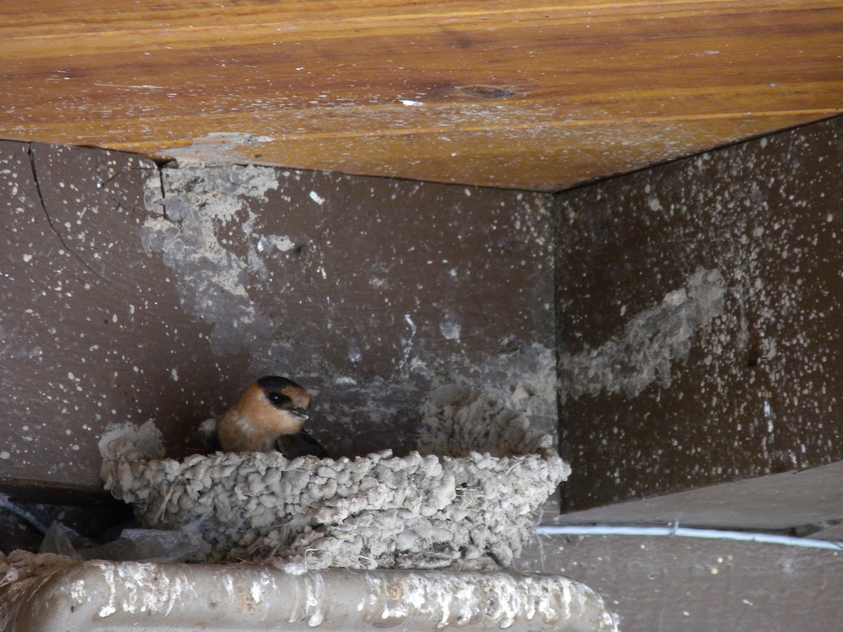 Cave Swallow (Texas) - ML107939351