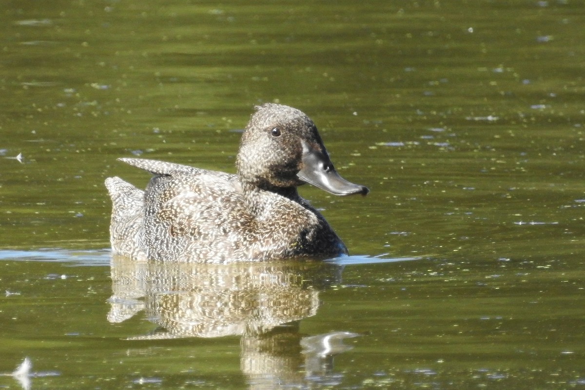 Freckled Duck - ML107939421