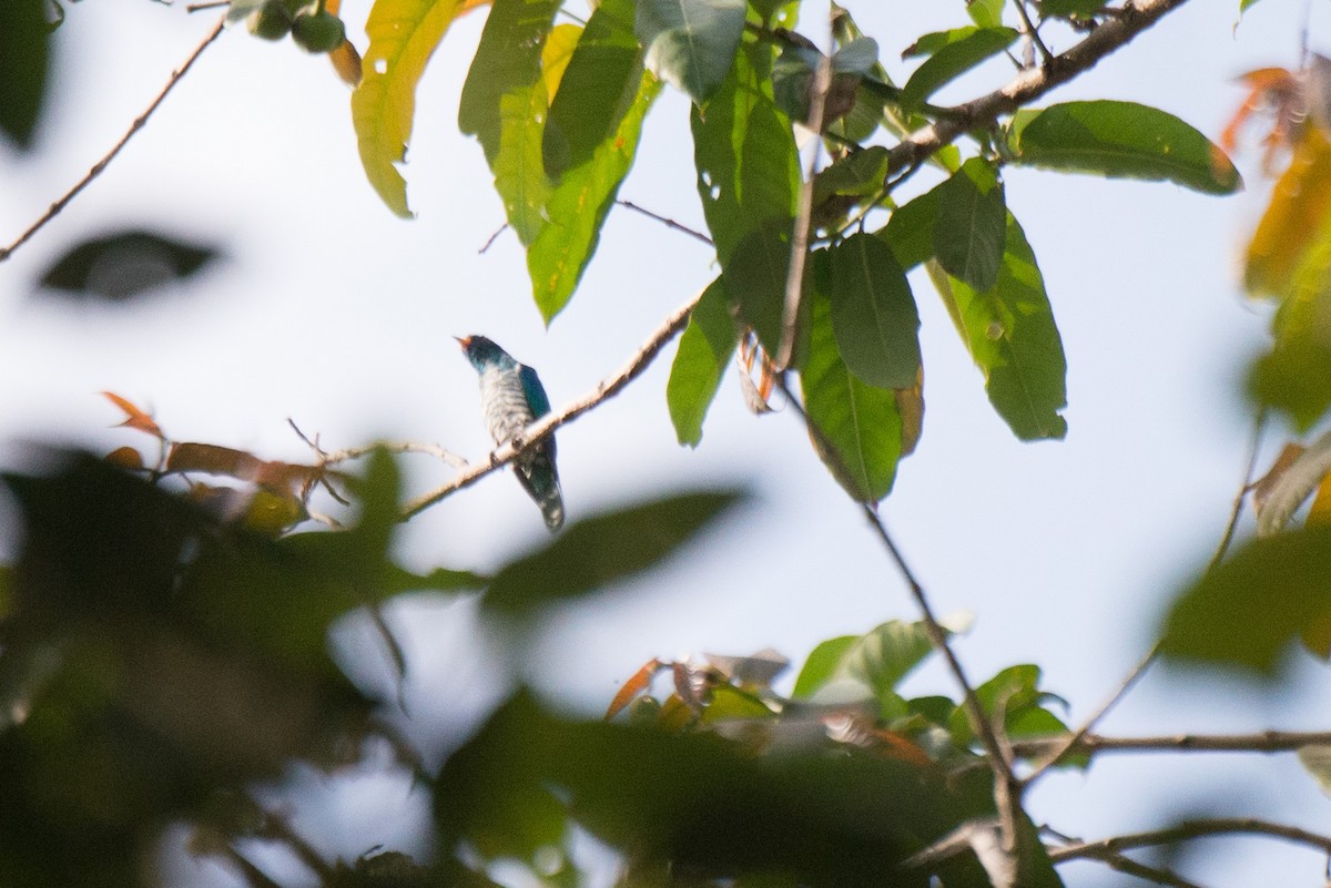 Asian Emerald Cuckoo - Nige Hartley