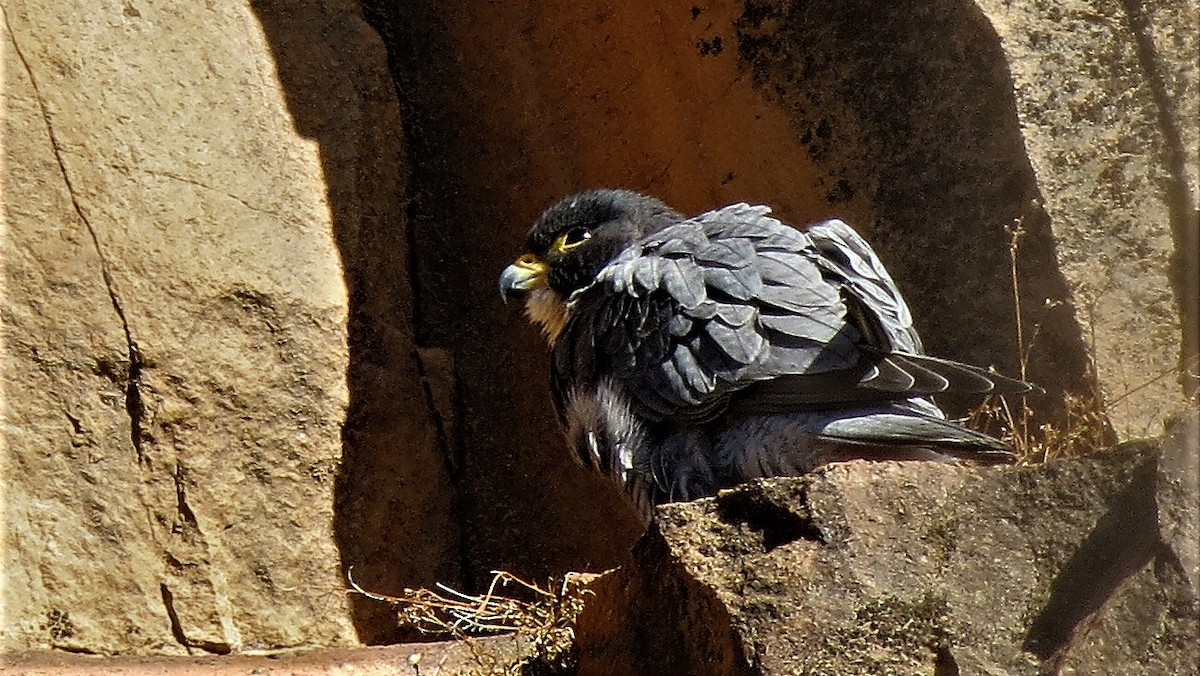 Peregrine Falcon - Ash Allnutt