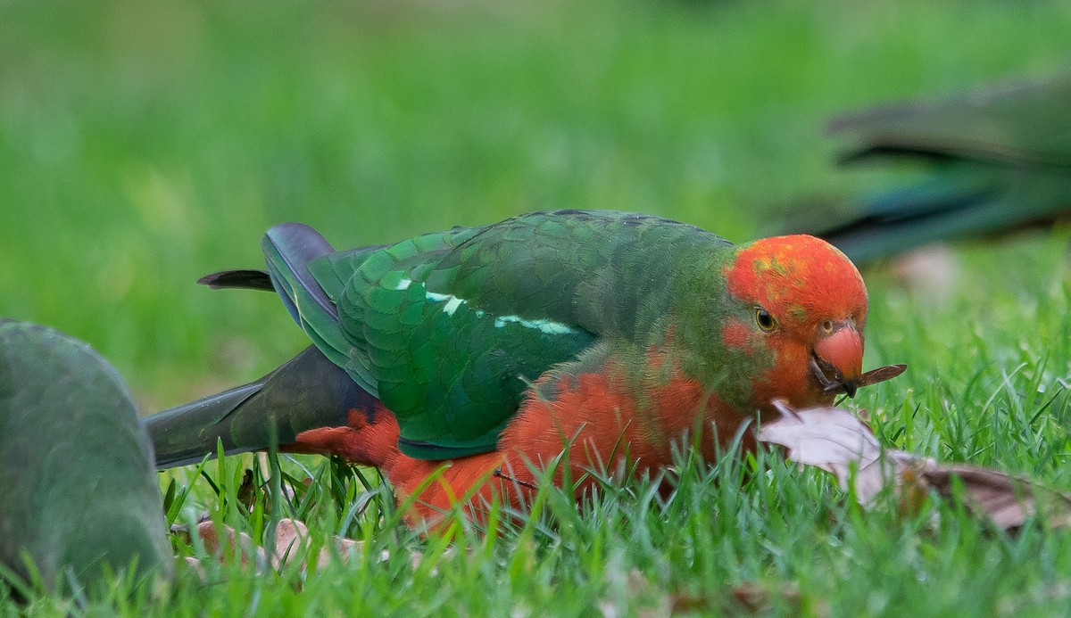 Australian King-Parrot - Adam Fry