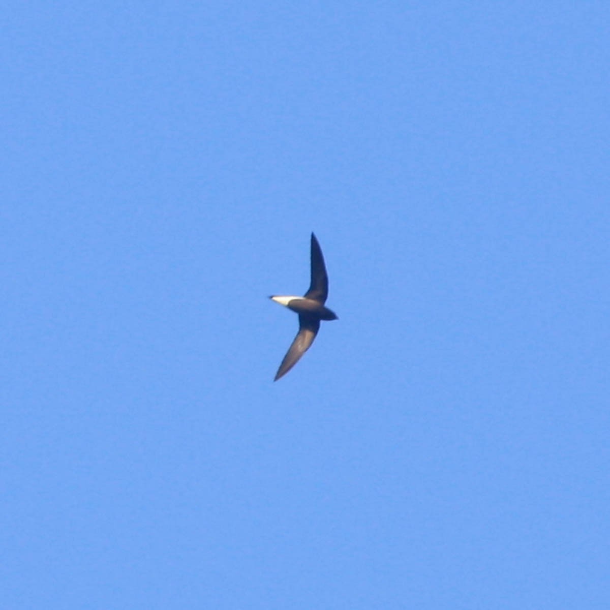 Brown-backed Needletail - Paul Hyde