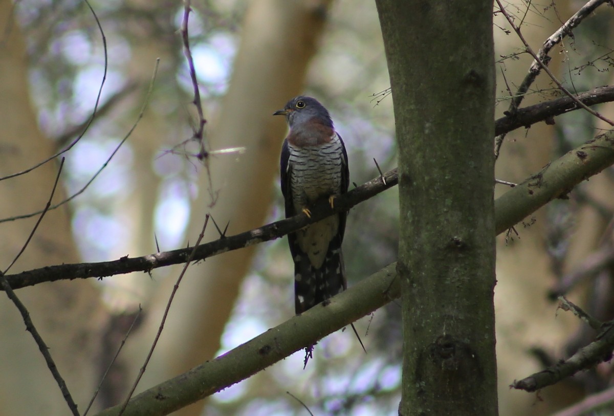 Red-chested Cuckoo - Morgan Van Peursem
