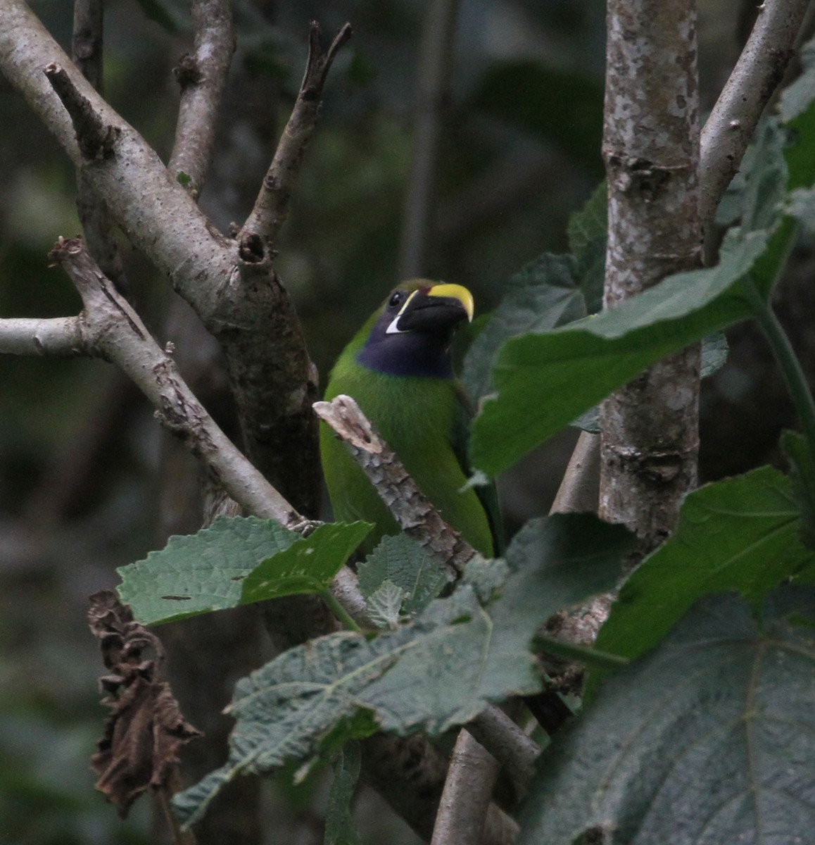 Northern Emerald-Toucanet - Don Coons