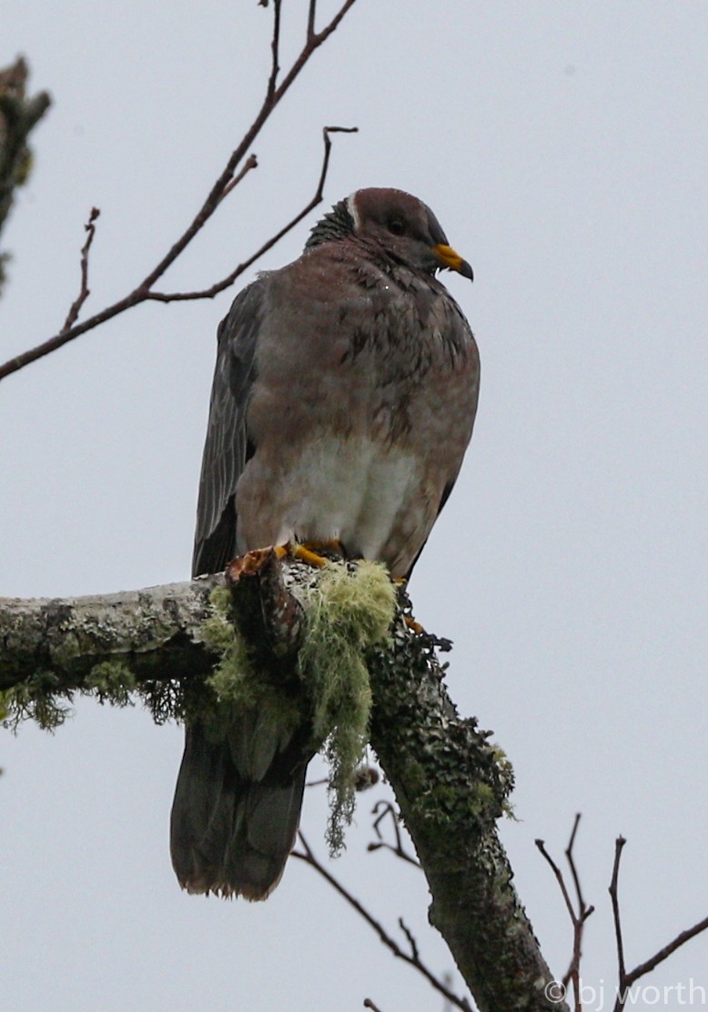 Band-tailed Pigeon - bj worth