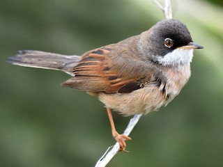  - Spectacled Warbler