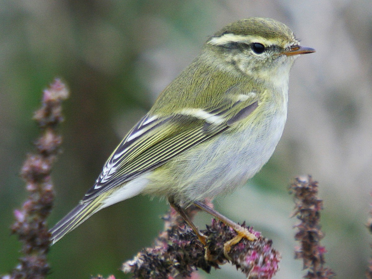 yellow-browed-warbler-phylloscopus-inornatus-birds-of-the-world