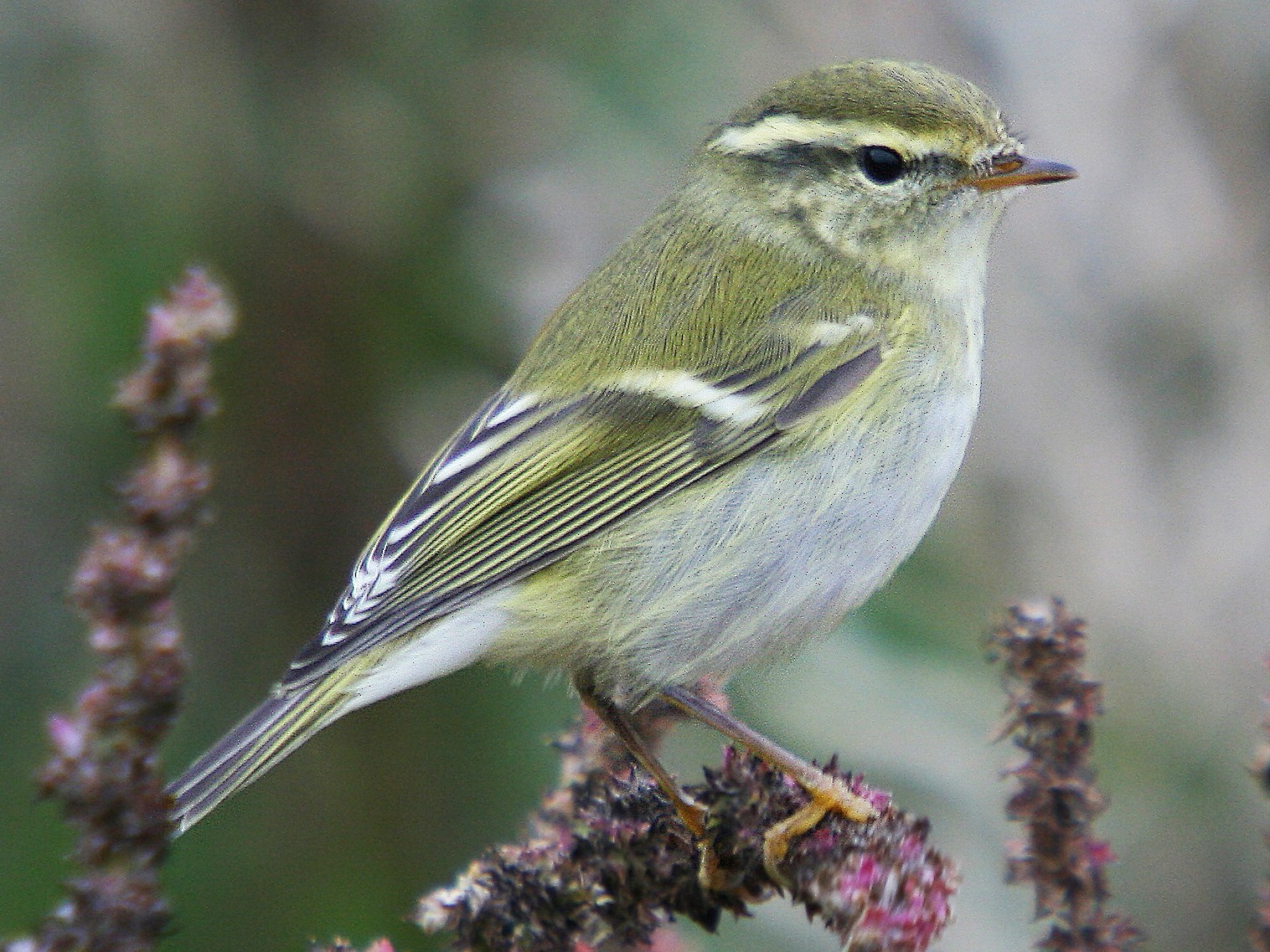 Yellow-browed Warbler - Christoph Moning