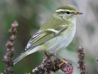  - Yellow-browed Warbler