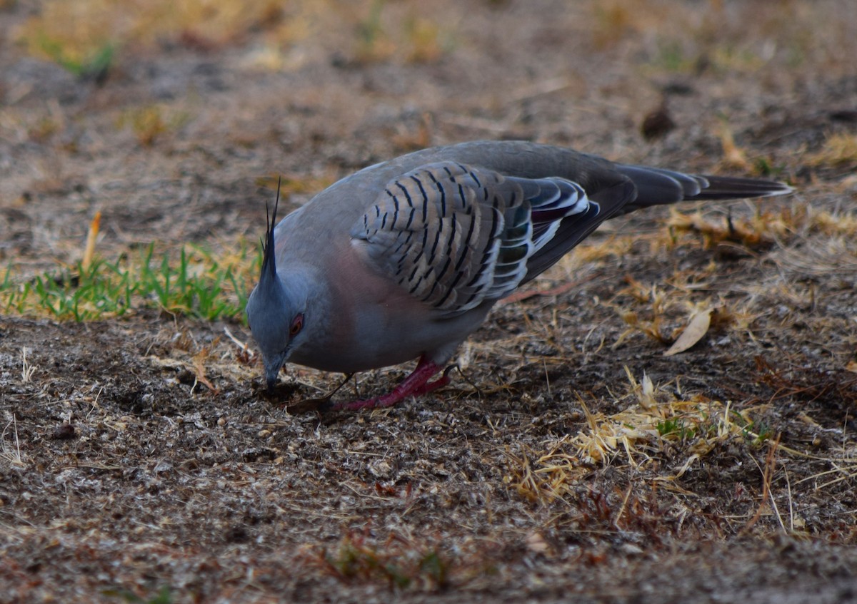 Crested Pigeon - Gregory Bryan