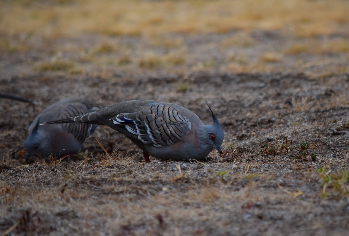 Crested Pigeon - Gregory Bryan