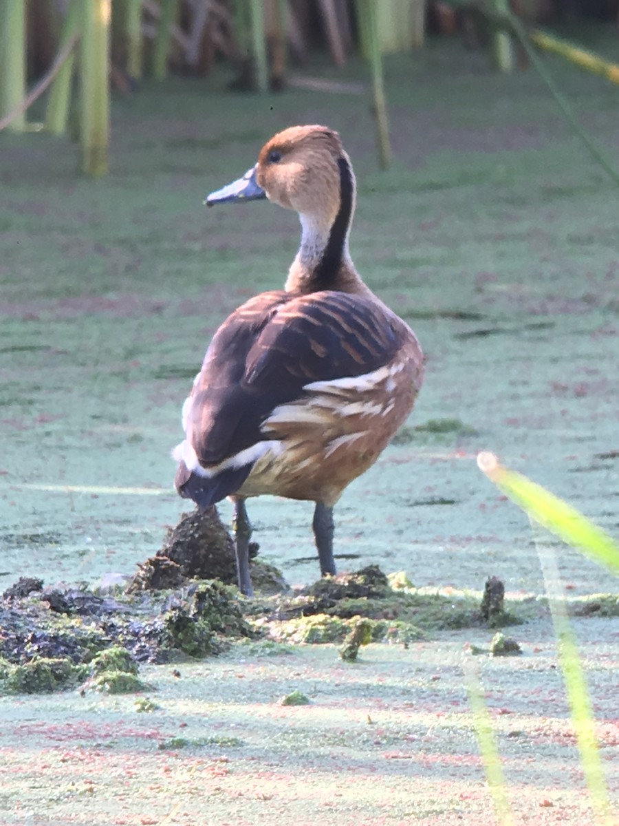Fulvous Whistling-Duck - ML107954511