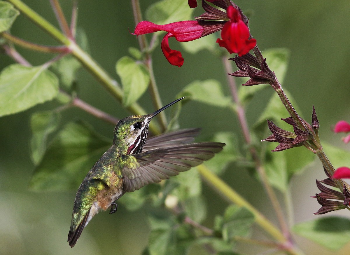 Calliope Hummingbird - ML107954551