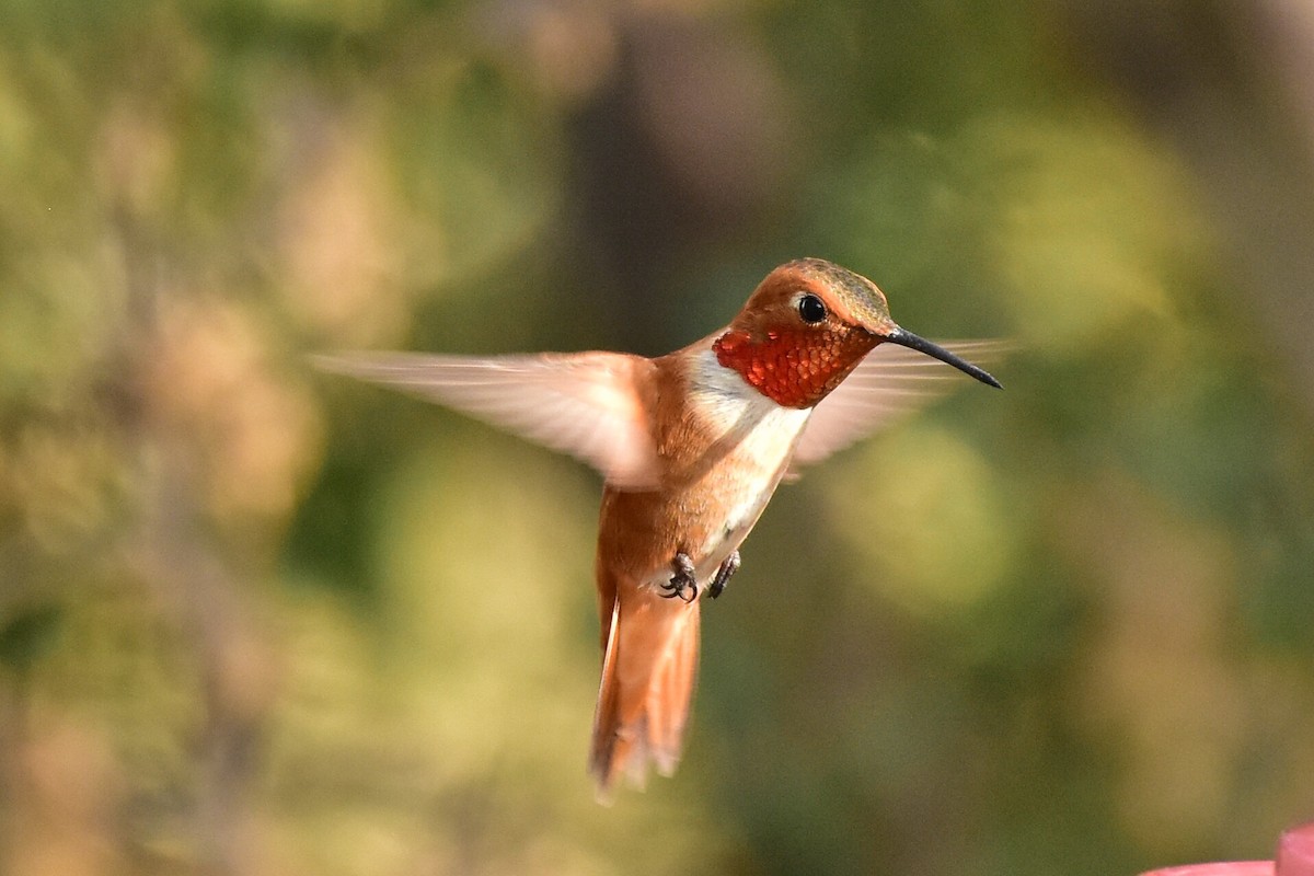 Rufous Hummingbird - ML107955131