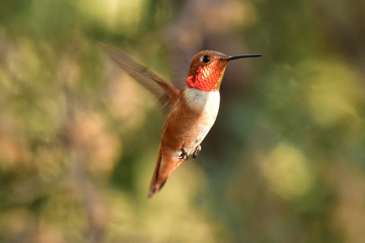 Rufous Hummingbird - ML107955141