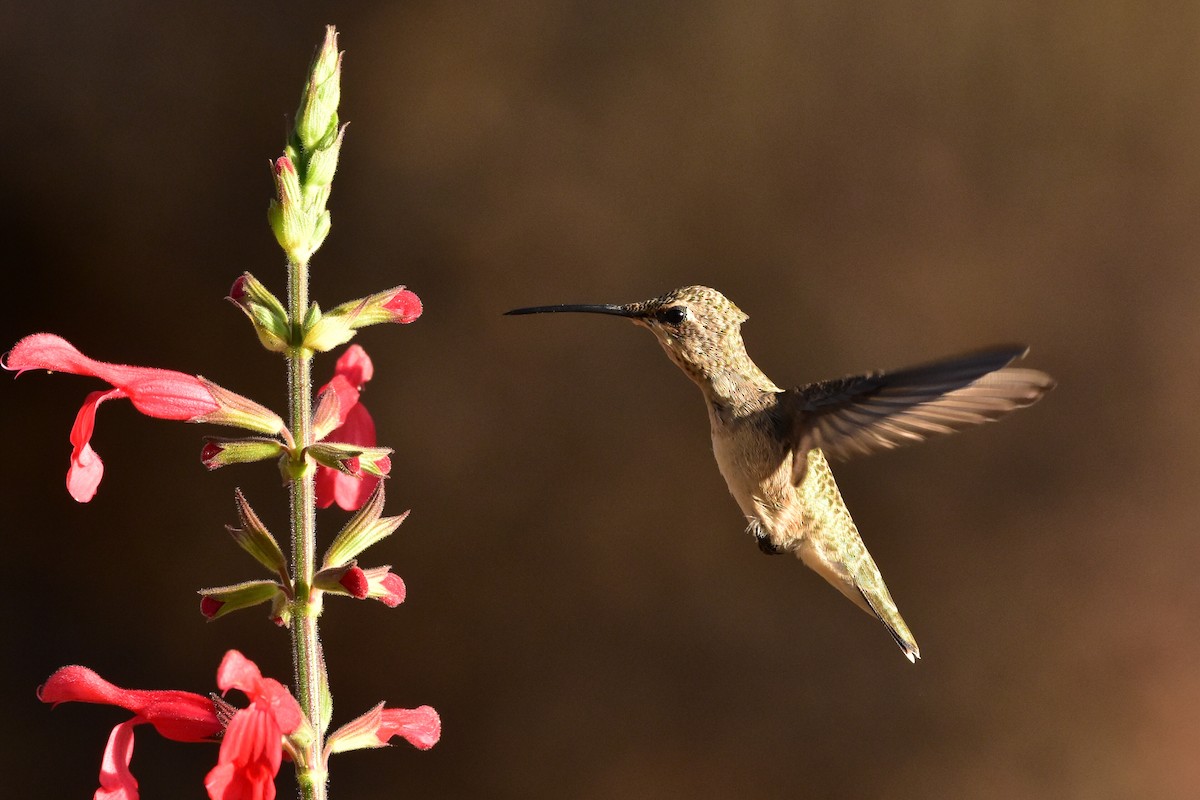 Black-chinned Hummingbird - ML107955181