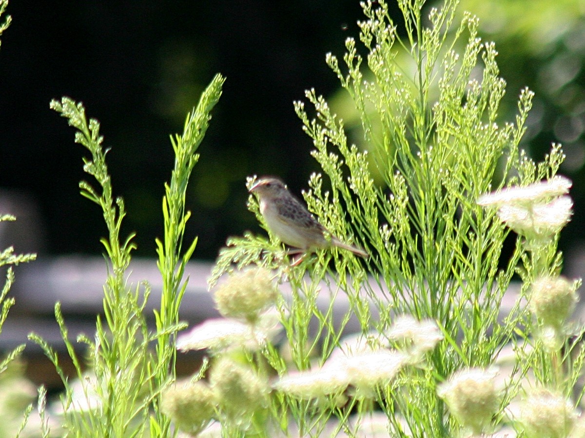 Grasshopper Sparrow - Sherry Plessner