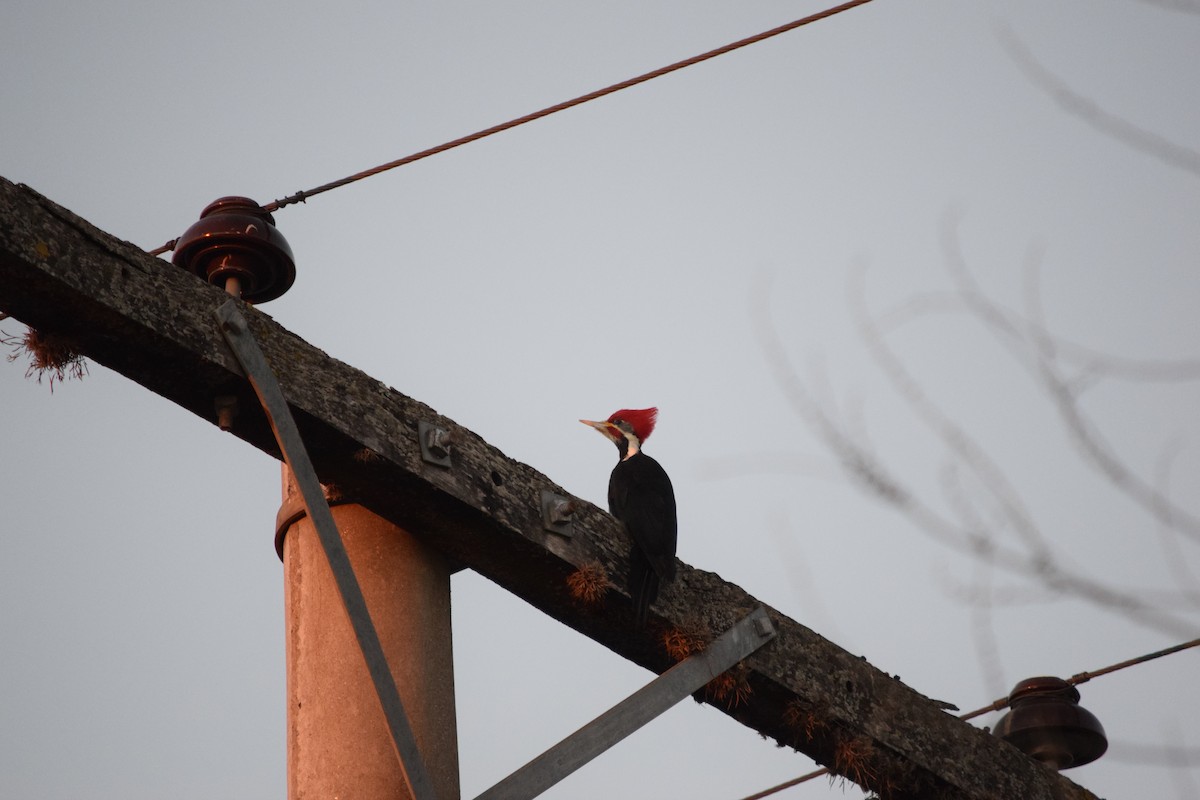 Black-bodied Woodpecker - Jano Román