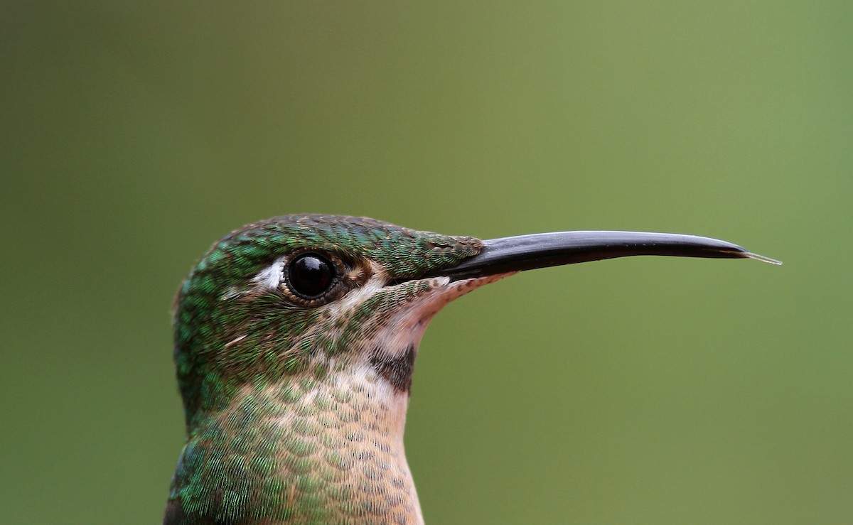 kolibřík hnědobřichý - ML107961411