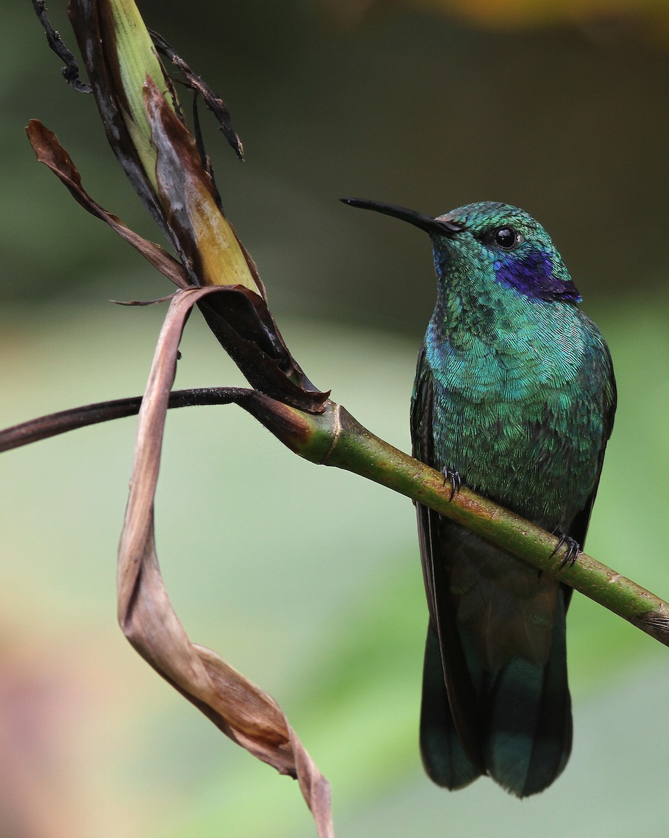 kolibřík modrouchý - ML107961481