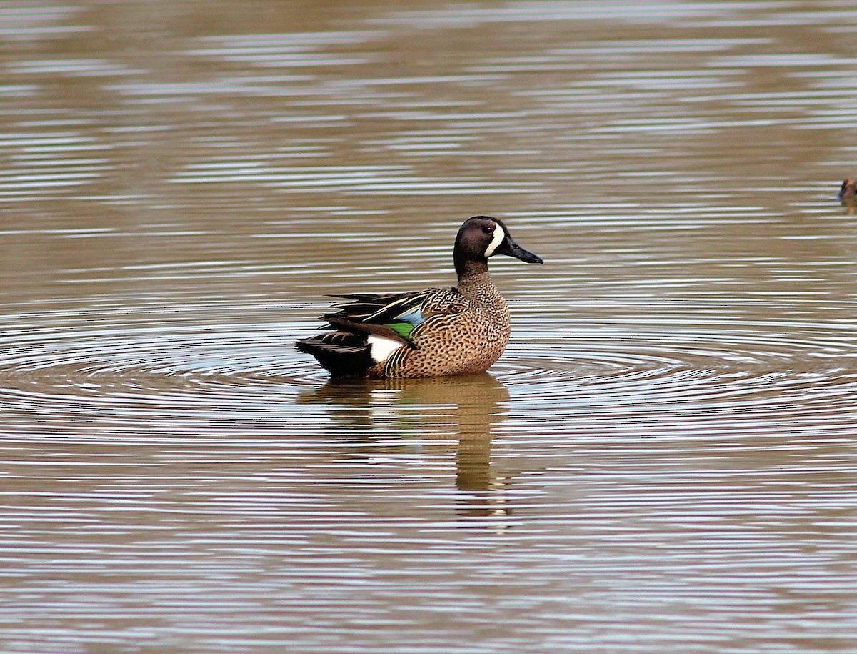 Blue-winged Teal - ML107962161