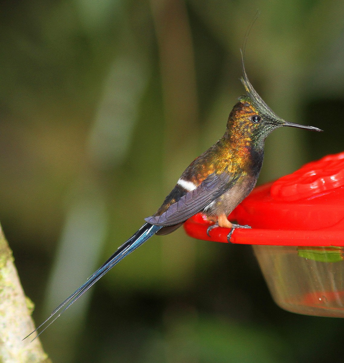 Wire-crested Thorntail - ML107962481