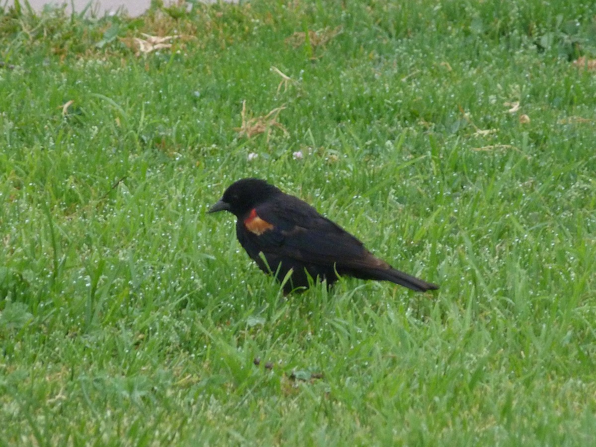 Red-winged Blackbird - Kenneth Stinchcomb