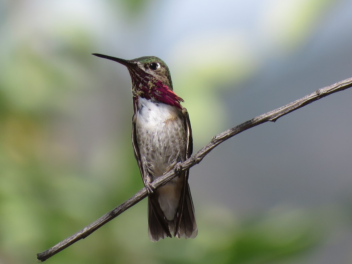 Calliope Hummingbird - Myron Gerhard