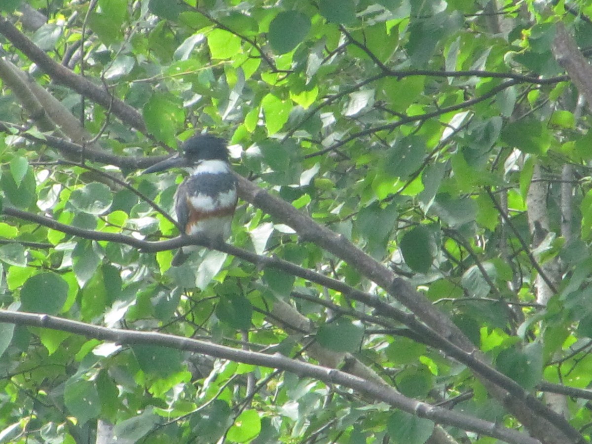 Belted Kingfisher - Sarah Butt
