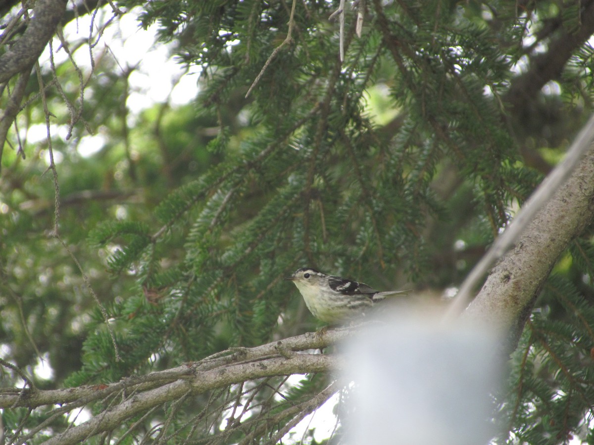 Black-and-white Warbler - ML107968841