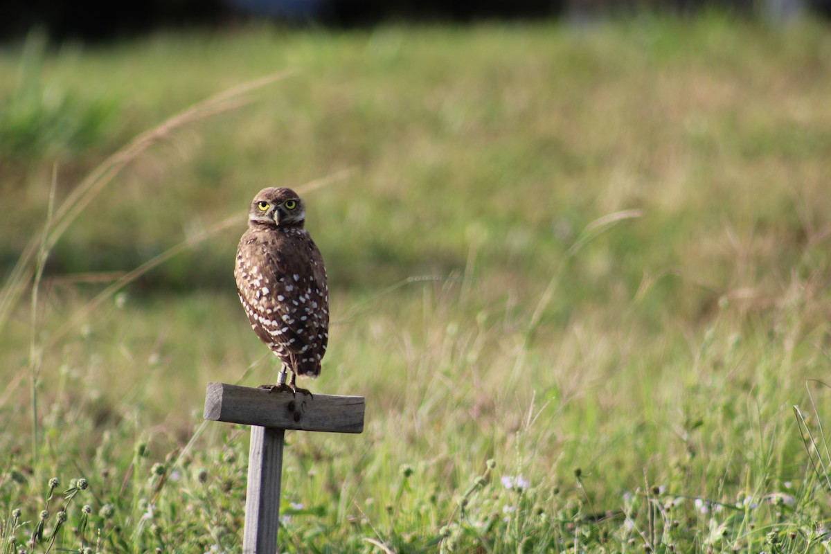 Burrowing Owl (Florida) - Marie Chappell
