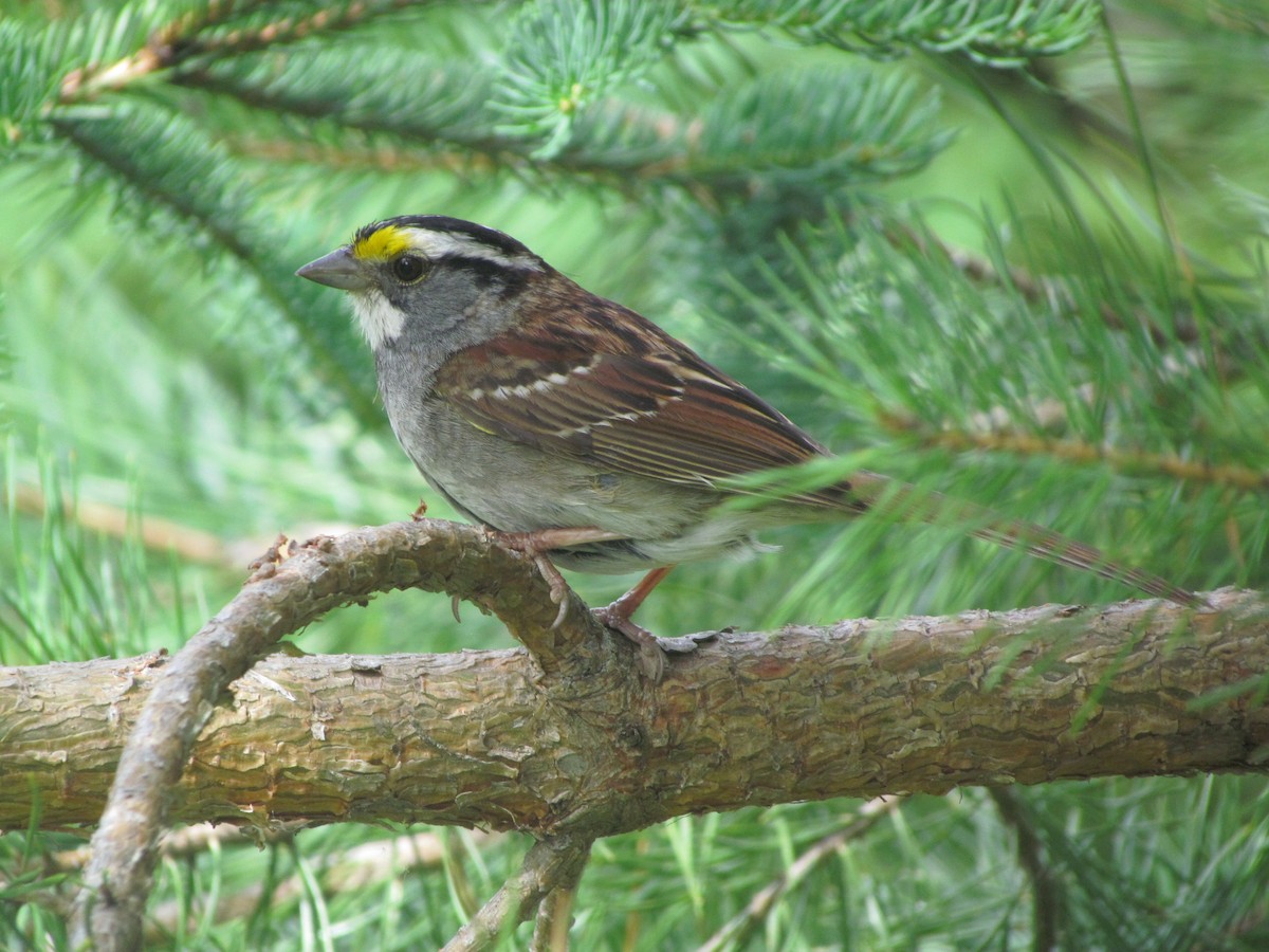 White-throated Sparrow - ML107969311