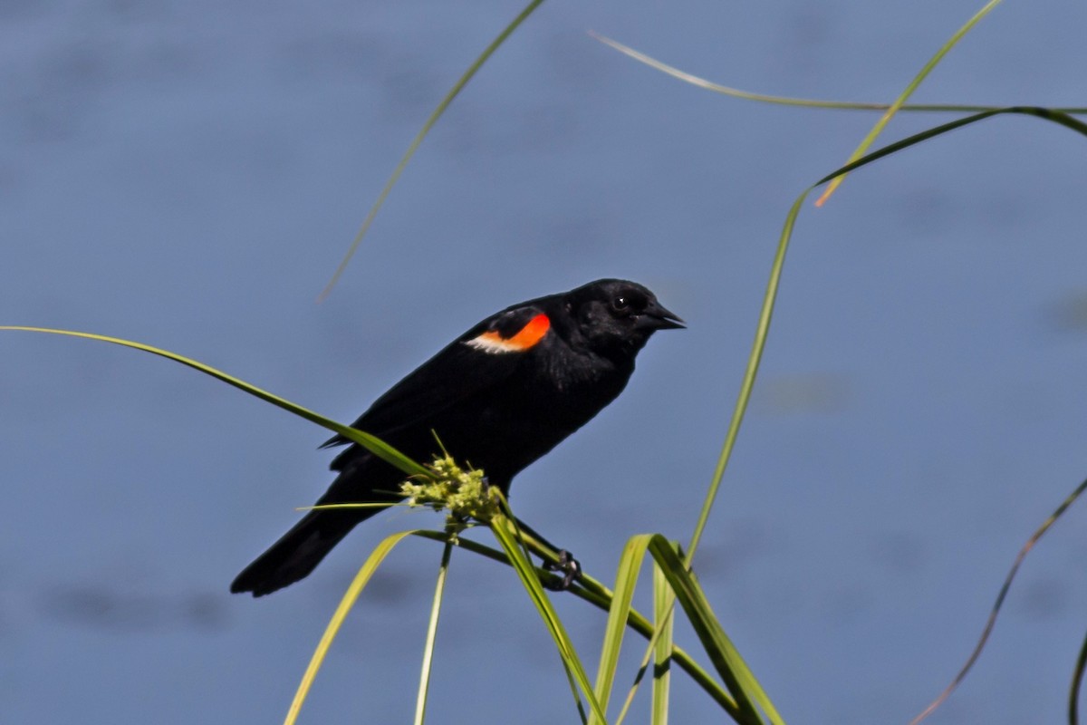 Red-winged Blackbird - William Keim