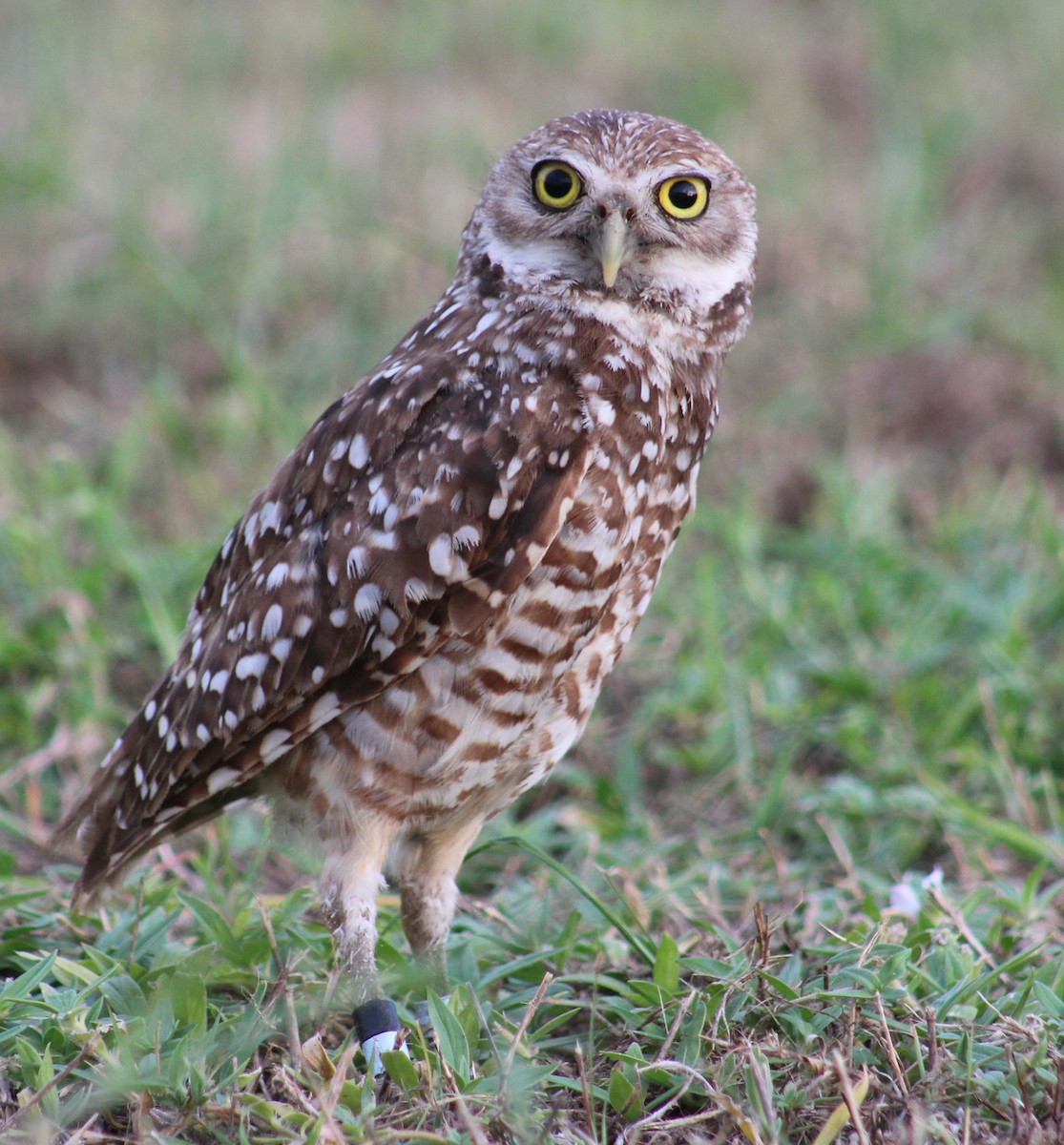 Burrowing Owl (Florida) - Marie Chappell