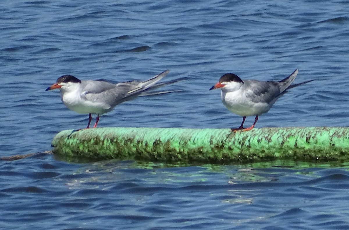 Forster's Tern - Robin Roberts