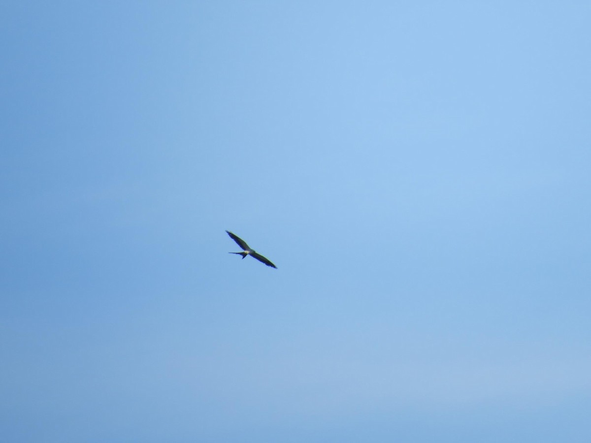 Swallow-tailed Kite - Great Mayan Birding by Ichi Tours