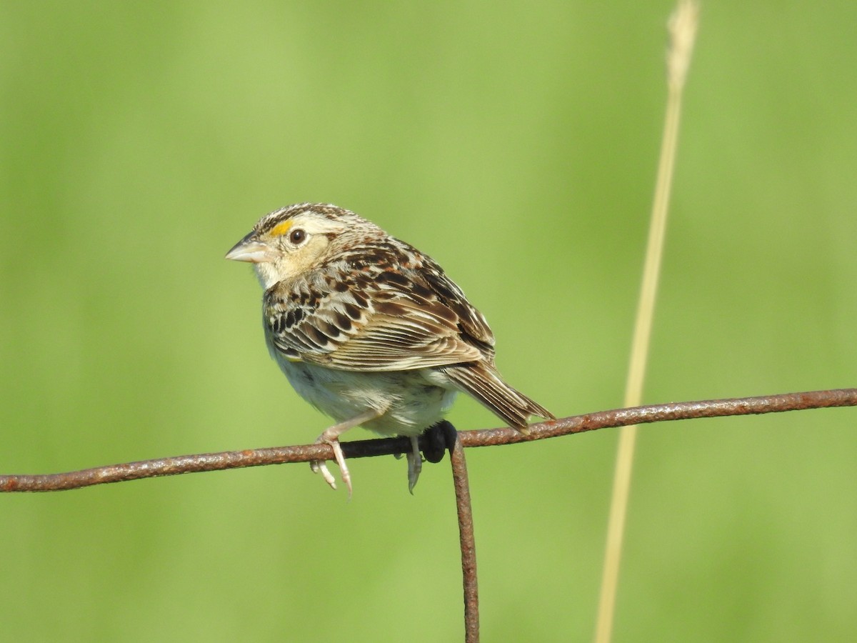 Grasshopper Sparrow - Bruce Hoover