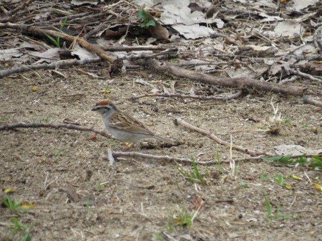Chipping Sparrow - ML107974311