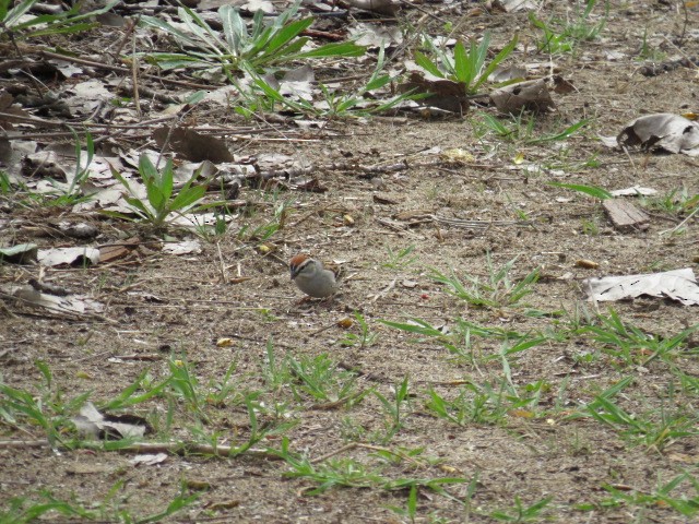 Chipping Sparrow - ML107974321
