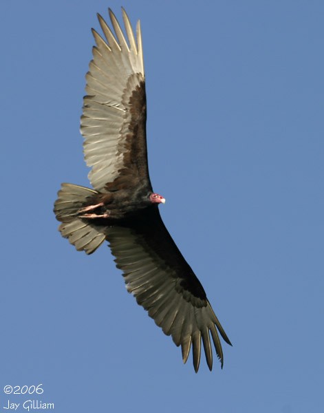 Turkey Vulture - ML107978511