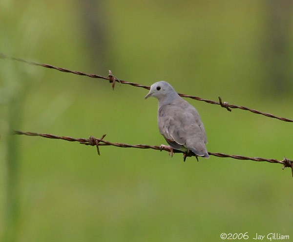 Plain-breasted Ground Dove - Jay Gilliam