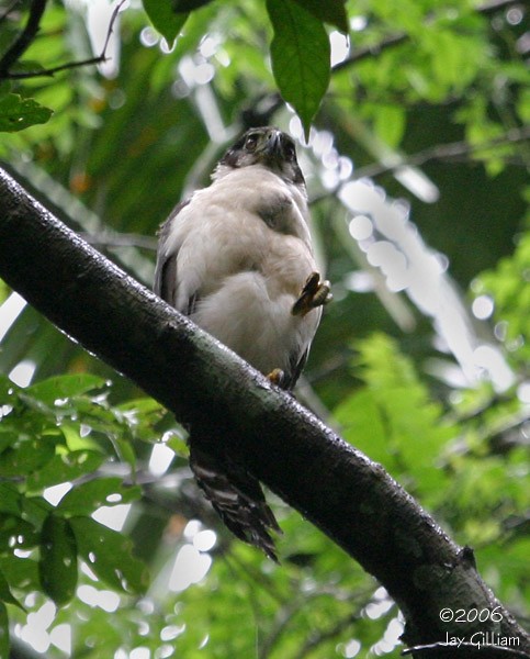 Collared Forest-Falcon - Jay Gilliam