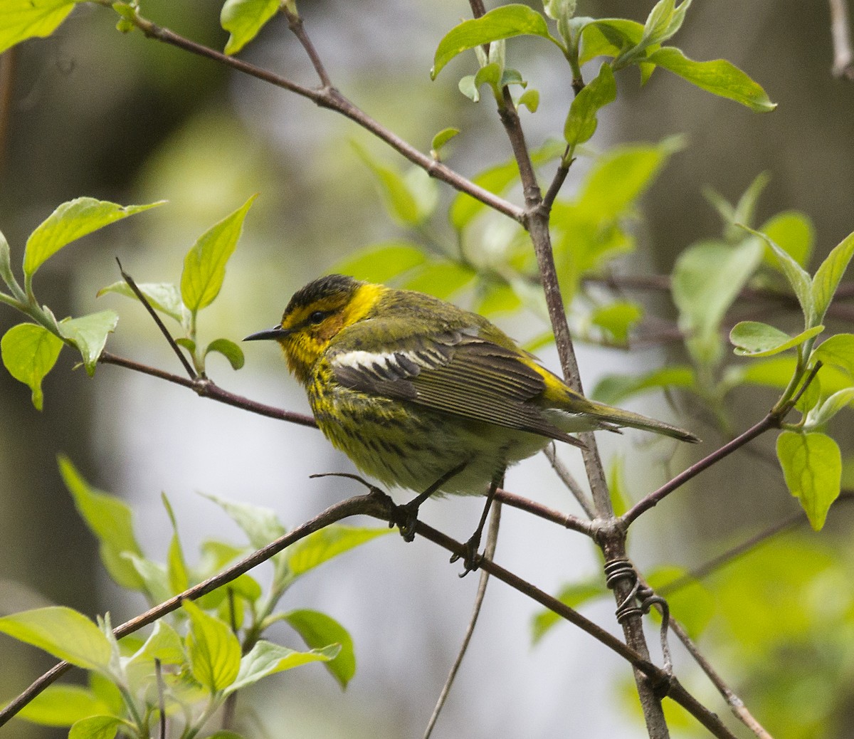 Cape May Warbler - Terry  Hurst