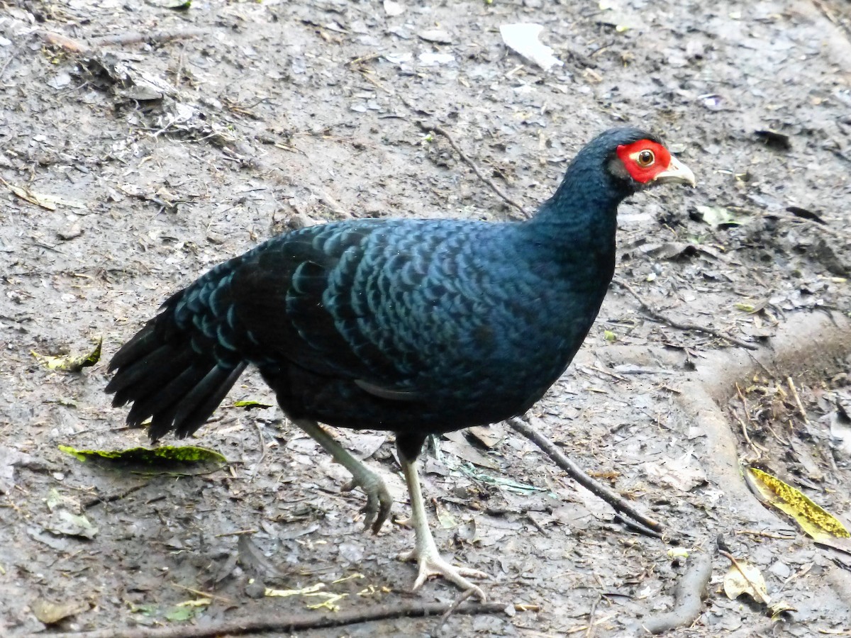 Salvadori's Pheasant - Graeme Spinks