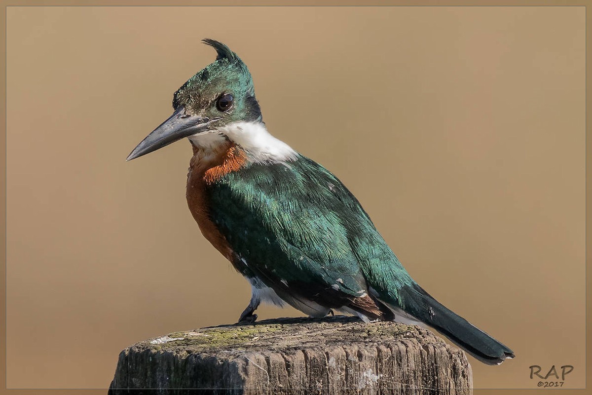 Amazon Kingfisher - Ricardo A.  Palonsky