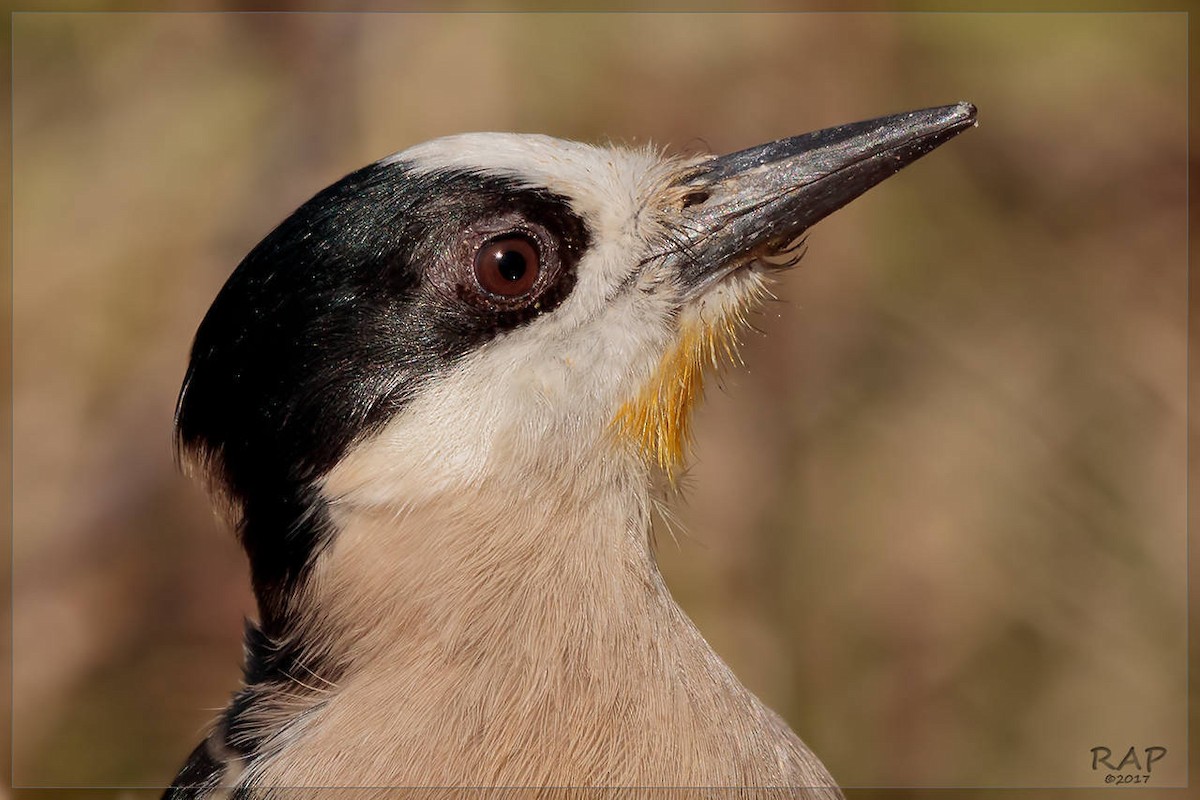 White-fronted Woodpecker - Ricardo A.  Palonsky