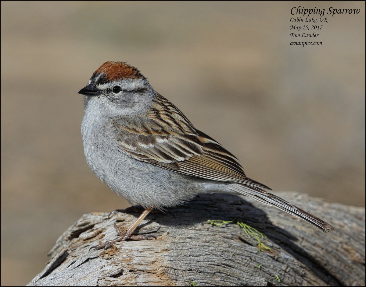 Chipping Sparrow - ML107990721
